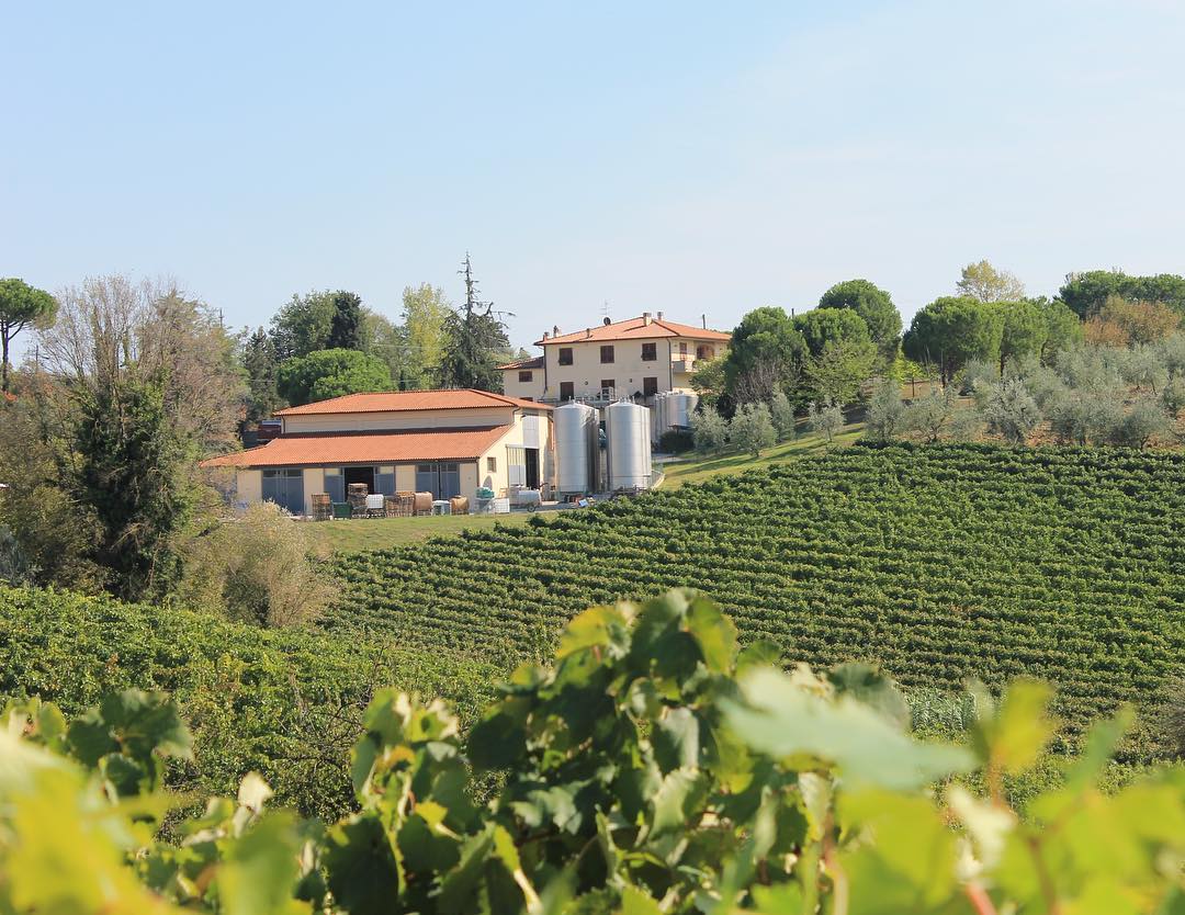 Working Wine & Olive Farm in the Heart of Chianti